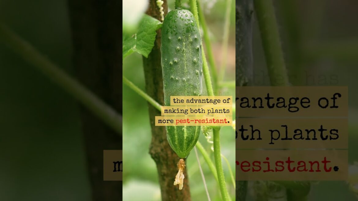 Why Companion Planting Is Important In Vegetable Gardening         #gardeninghacks #shorts