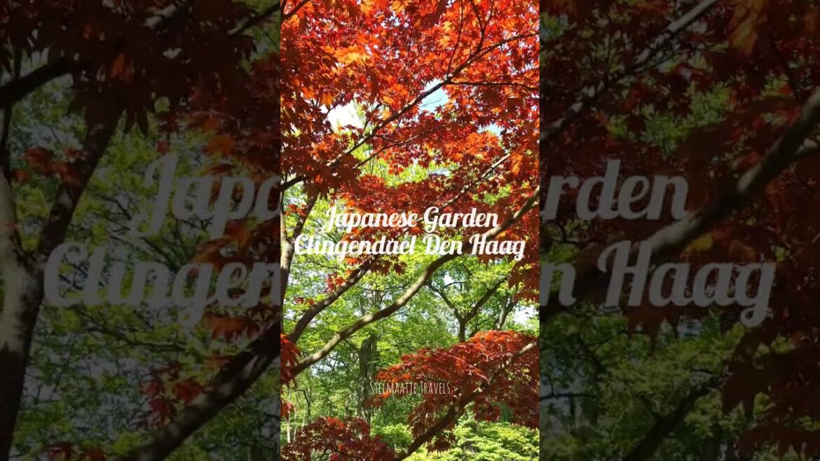 Japanese Garden | Park Clingendael Den Haag