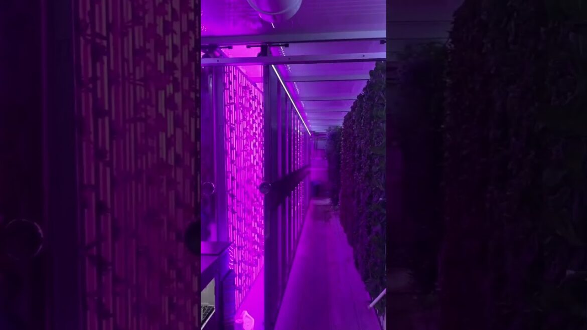 Hydroponic farm and edible flowers 😍🌺🌸 #superbloomfarm