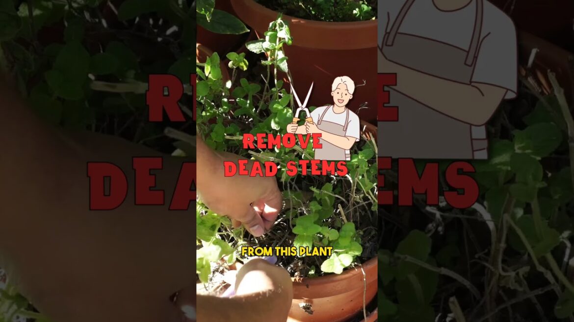 December Gardening Tips: Part 2 🎄🌿 #Shorts