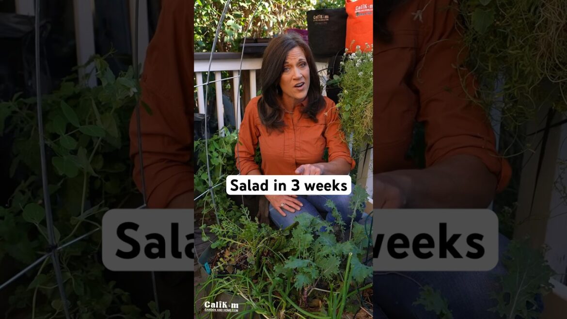 Seed to Salad in 3 weeks-yes you can