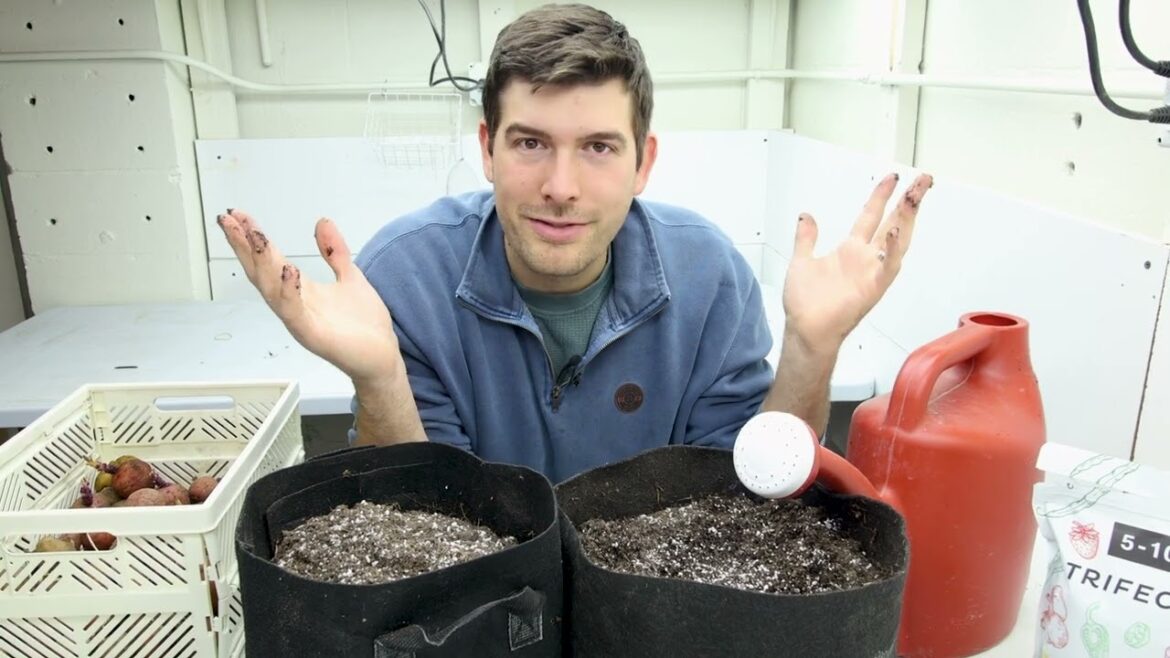 MIgardener: What Matt Damon The Martian Should Have Known Before Growing Indoor Potatoes What Matt Damon The Martian Should Have Known Before Growing Indoor Potatoes