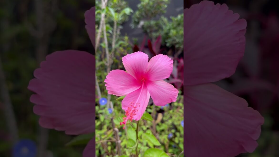 Hybiscus flowers #shortsfeed #gardening #gardendesign #botanicalbeauty