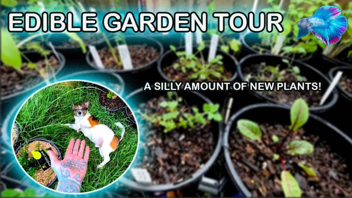 EDIBLE GARDEN TOUR – 100+ NEW PLANTS! EDIBLE GARDEN TOUR - 100+ NEW PLANTS!
