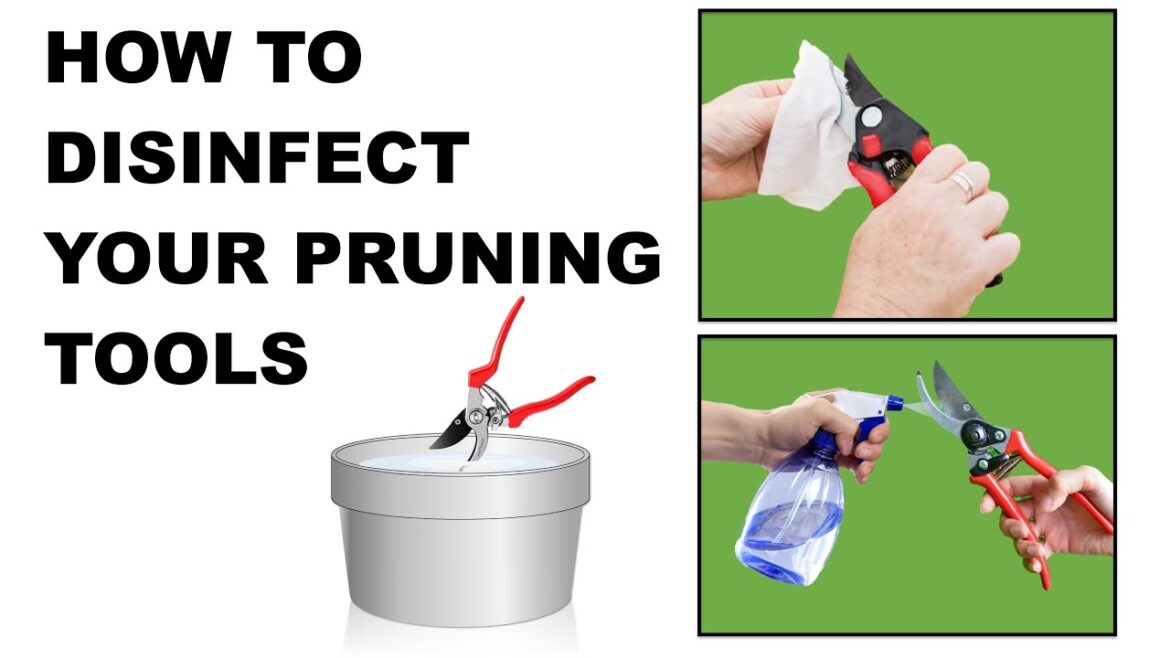 How to Disinfect/Sanitize/Sterilize Your Pruning (Gardening) Tools To Prevent Spread of Disease How to Disinfect/Sanitize/Sterilize Your Pruning (Gardening) Tools To Prevent Spread of Disease