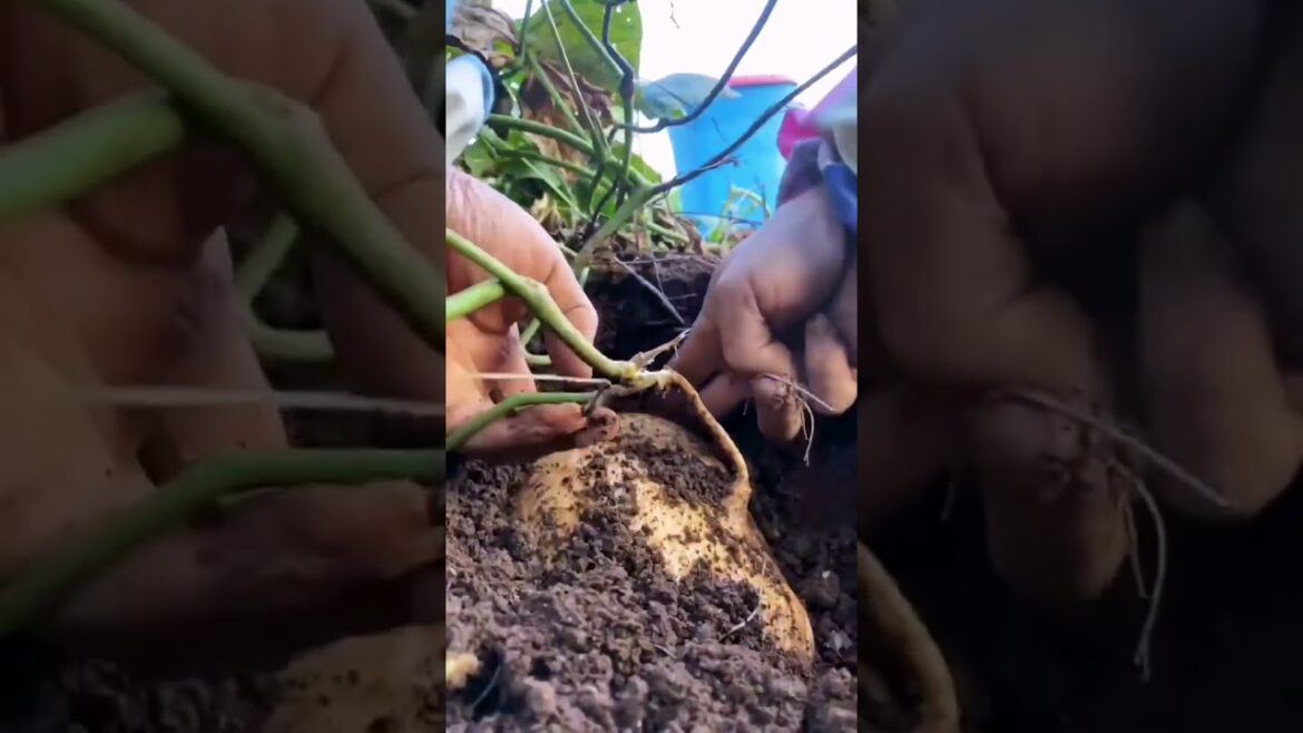 My growing garden and vegetable #shorts #garden #vegetable My growing garden and vegetable #shorts #garden #vegetable