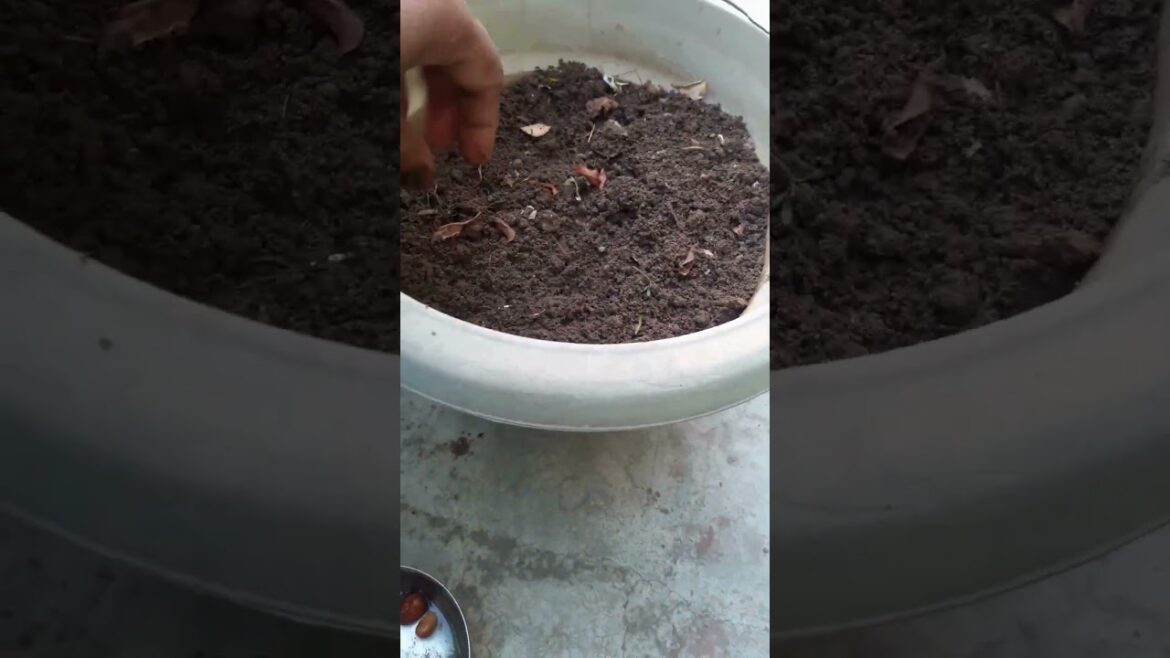 How To Grow Bakla in container |Easy Growing Winter Vegetable #gardening #beans #broadbeans