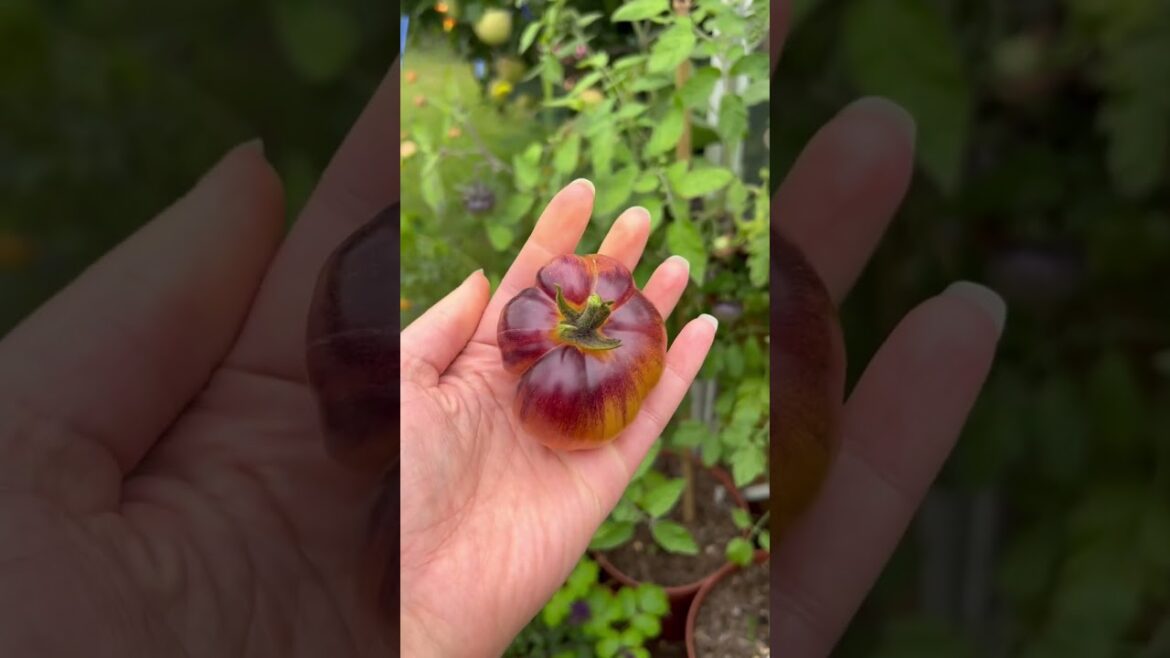 My TOP 10 2022 homegrown tomato varieties! | Diary of a Yorkshire Gardener #growyourown My TOP 10 2022 homegrown tomato varieties! | Diary of a Yorkshire Gardener #growyourown