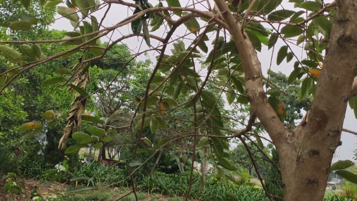 Golden Hour Glory: Radiance in the Autumn Sky