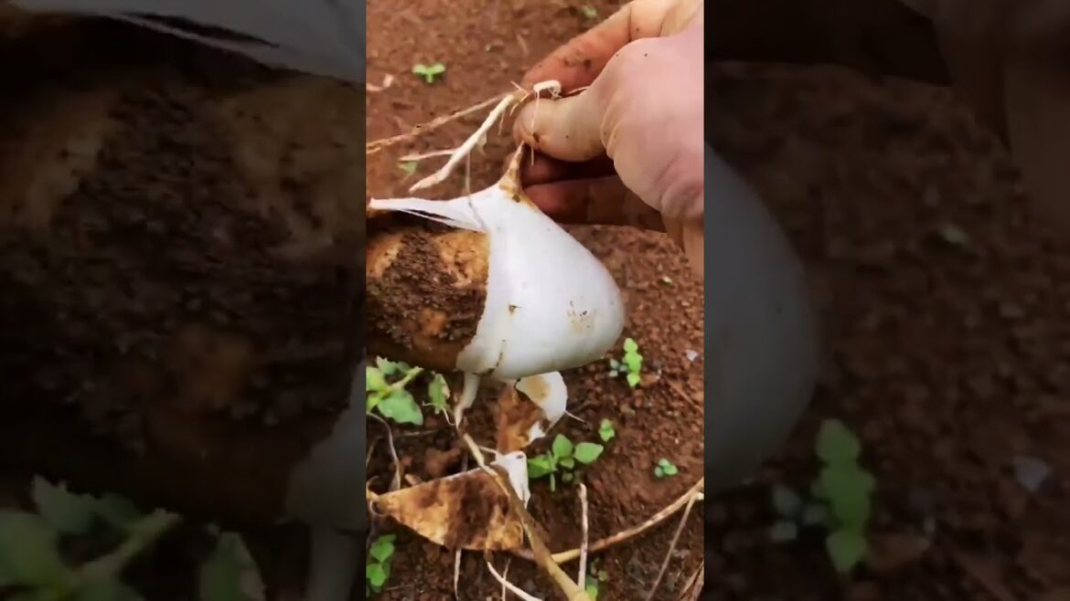 My growing garden and vegetable #shorts #garden #vegetable My growing garden and vegetable #shorts #garden #vegetable