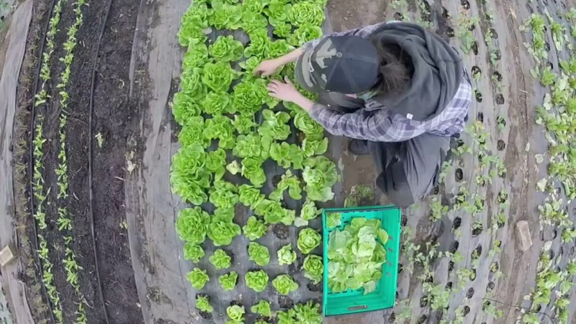 Edible futures/Black Hen organic market garden