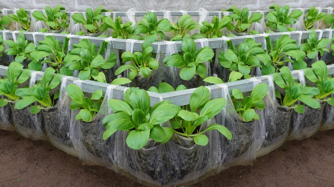 Smart idea! growing vegetables in plastic bags and surprising results Smart idea! growing vegetables in plastic bags and surprising results