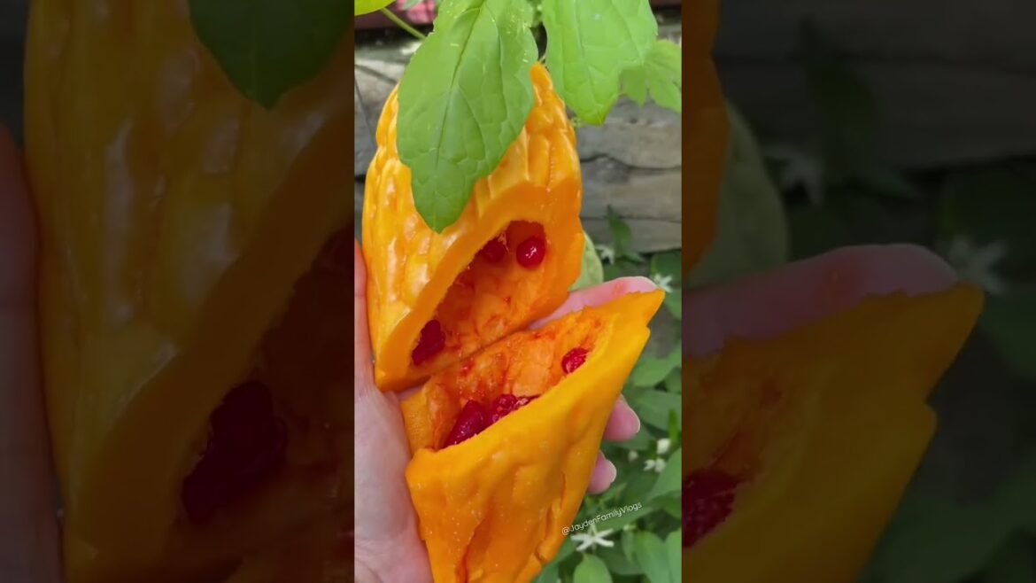 Fruit Cutting Edible Orange Bitter Melon #shorts #oddlysatisfying #fruit #satisfying #food #short Fruit Cutting Edible Orange Bitter Melon #shorts #oddlysatisfying #fruit #satisfying #food #short
