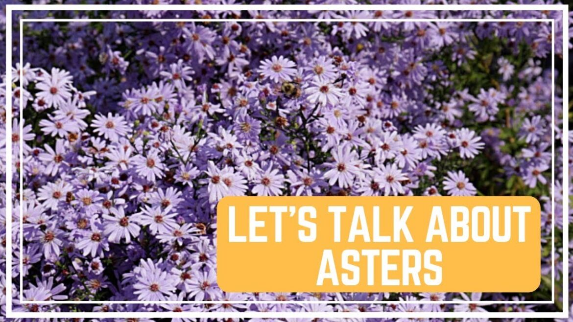 Let’s Talk About Asters 🌸/ Colorful Gardener Let’s Talk About Asters 🌸/ Colorful Gardener