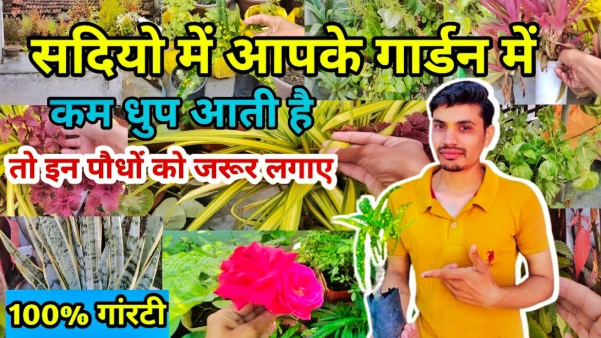 सर्दियों में आपके गार्डन में काम धूप आती है तो इन पौधों को जरूर लगाए @amantarracegarden सर्दियों में आपके गार्डन में काम धूप आती है तो इन पौधों को जरूर लगाए @amantarracegarden