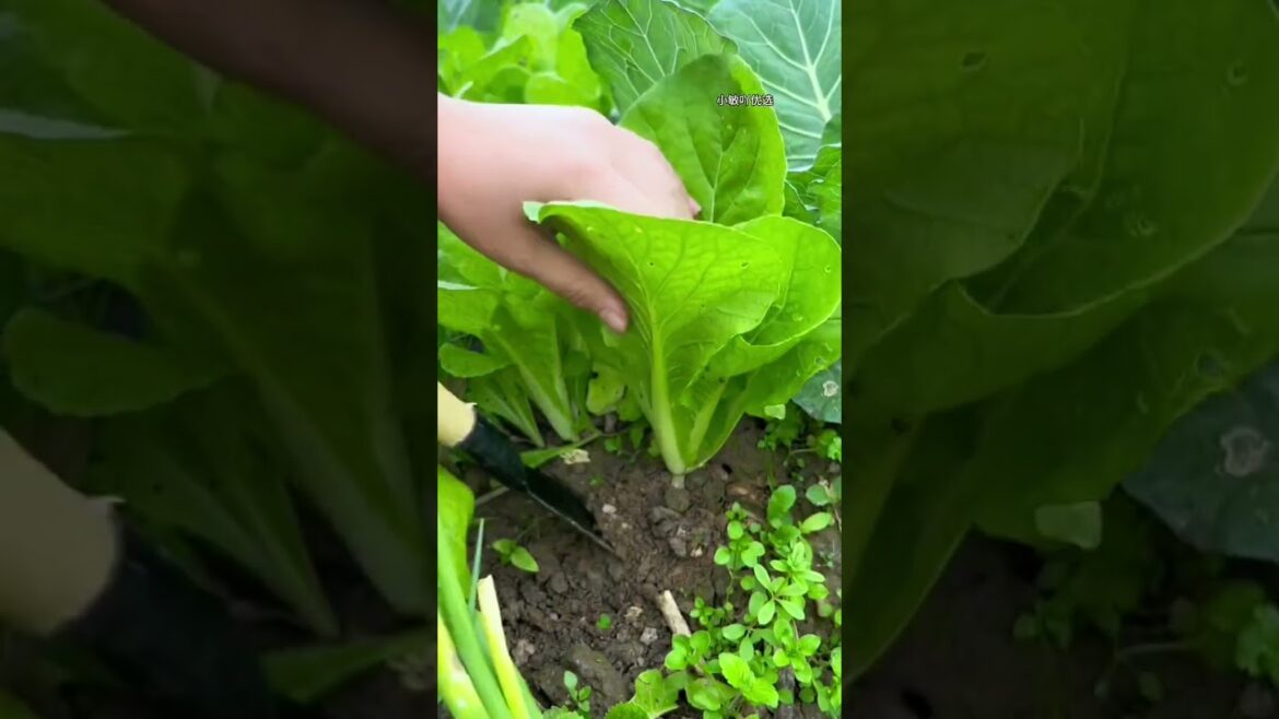 My  growing garden and vegetable   #shorts #garden #vegetable