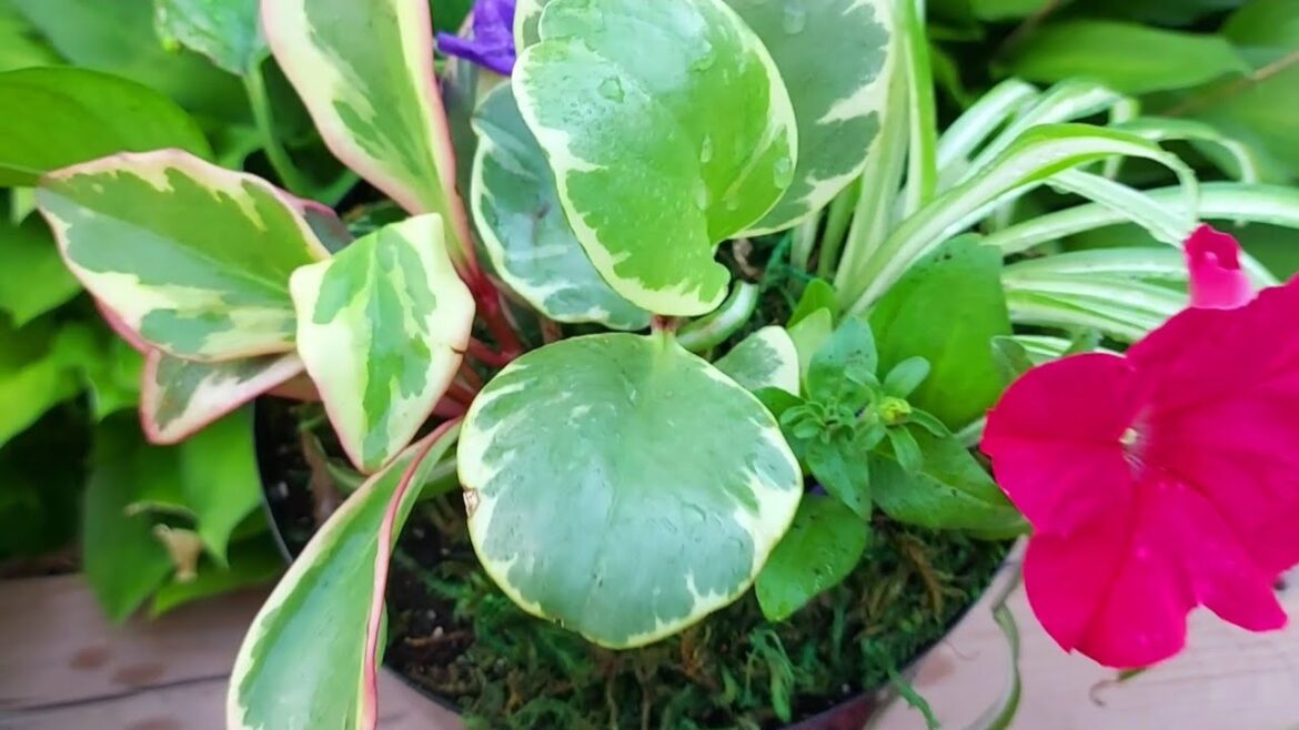 EP 17 The Wishful Gardener DIY Container Gardening