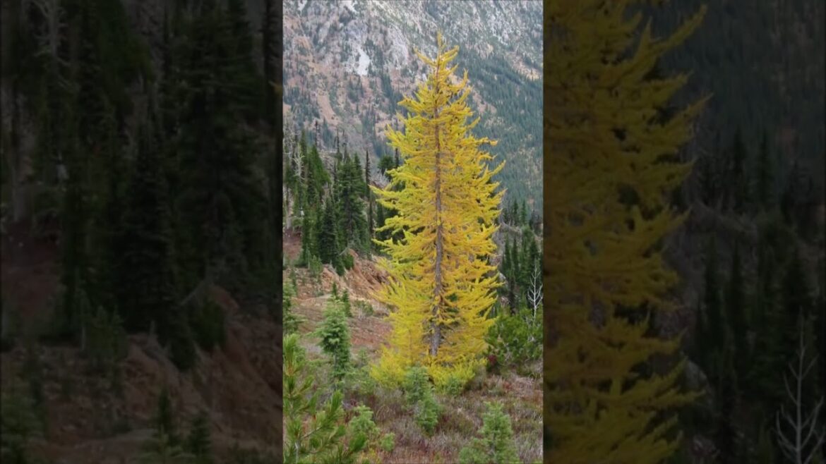 How Many Trees For Paper? | Random Fact | #facts #fact #factschannel #factshorts How Many Trees For Paper? | Random Fact | #facts #fact #factschannel #factshorts