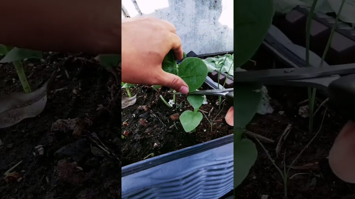 happy with growing garden and vegetable by MeiMei #shorts #garden #vegetable happy with growing garden and vegetable by MeiMei #shorts #garden #vegetable