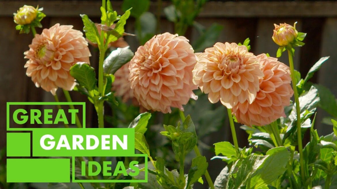 Cut Flower Garden | GARDEN | Great Home Ideas Cut Flower Garden | GARDEN | Great Home Ideas