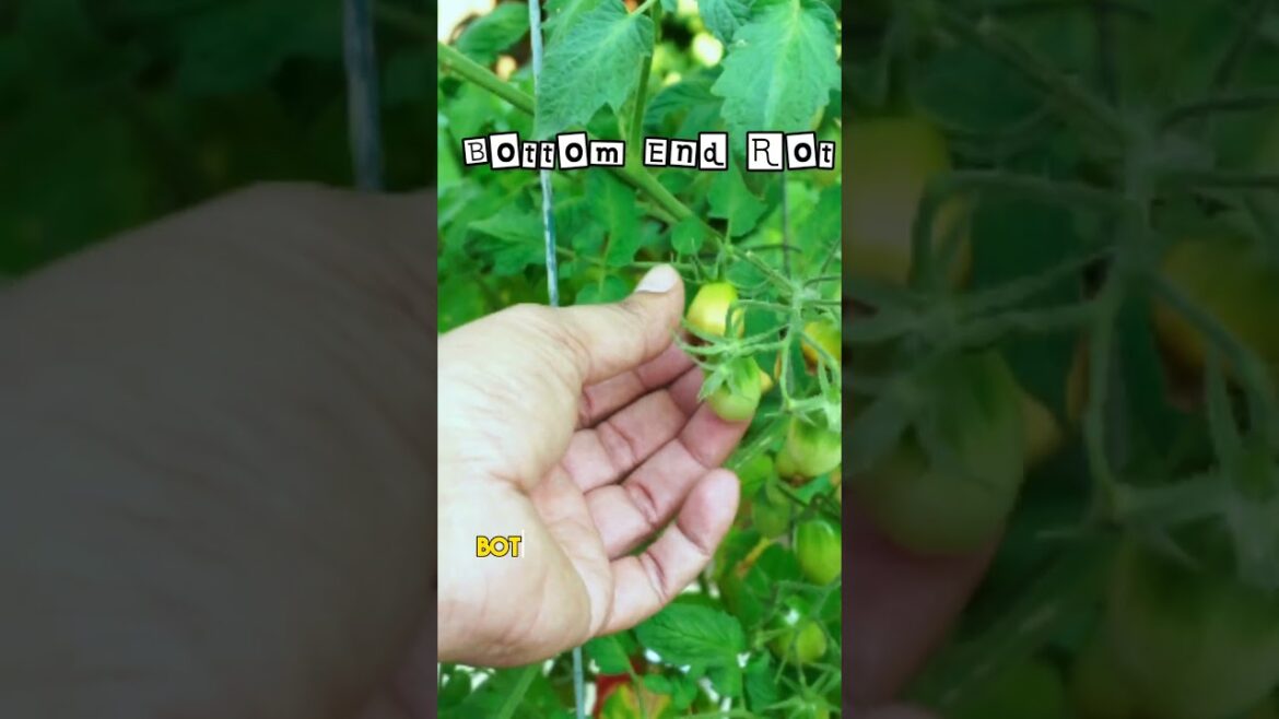 California Gardening: Calcium Wonders in Gardening! πΏπͺ #Shorts Calcium Wonders in Gardening! πΏπͺ #Shorts