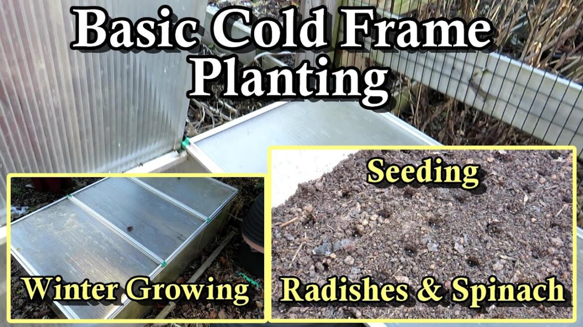 Using A Cold Frame to Grow Radishes, Spinach, and Leafy Greens in December, January, & February