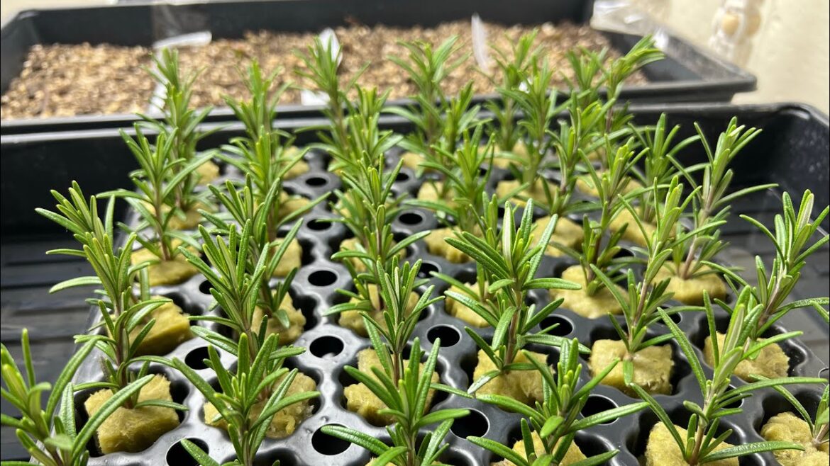 MIgardener: This Could Be Why Your Seedlings FAIL When Starting Indoors! This Could Be Why Your Seedlings FAIL When Starting Indoors!