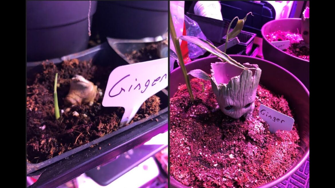 Ginger Is Growing |  | Indoor Gardening | #Shorts