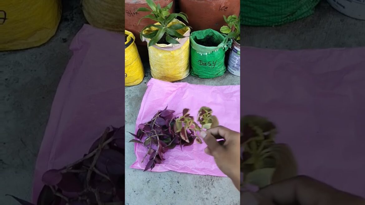 mere andar cutting mangne ki aadat Shayad kabhi nahin jayegi 🌺👍😂