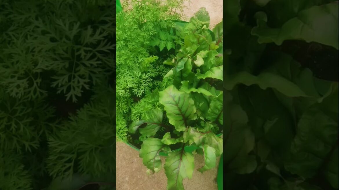 छ्त पर होती है सारी सब्जियां #gardeningtips #kitchengarden #terracegarden #ytshorts #youtubeshorts छ्त पर होती है सारी सब्जियां #gardeningtips #kitchengarden #terracegarden #ytshorts #youtubeshorts