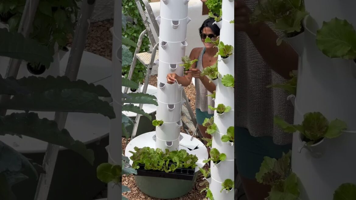 𝐆𝐚𝐫𝐝𝐞𝐧 𝐃𝐞𝐬𝐢𝐠𝐧