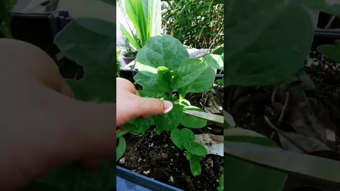 My growing garden and vegetable #shorts #garden #vegetable My growing garden and vegetable #shorts #garden #vegetable