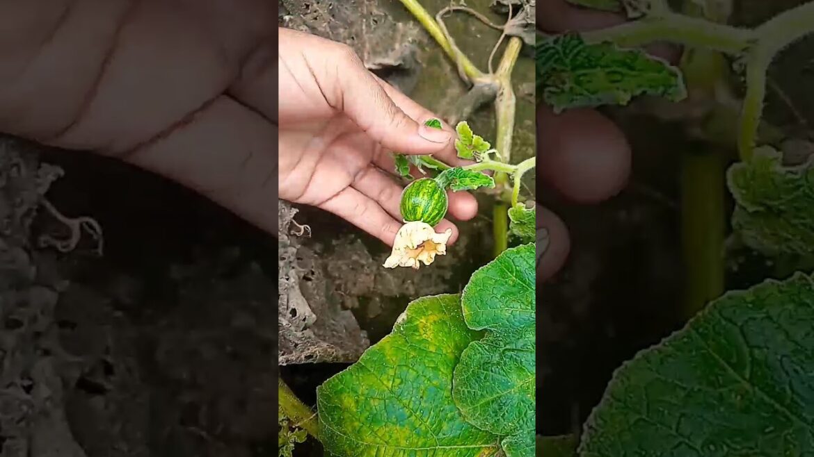 #shorts #pumpkin plants #yt_shorts #food #viral #cooking with anubhav #