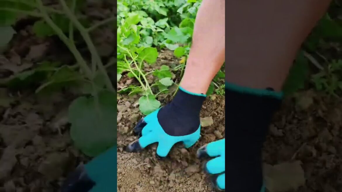 My growing garden and vegetable #shorts #garden #vegetable My growing garden and vegetable #shorts #garden #vegetable