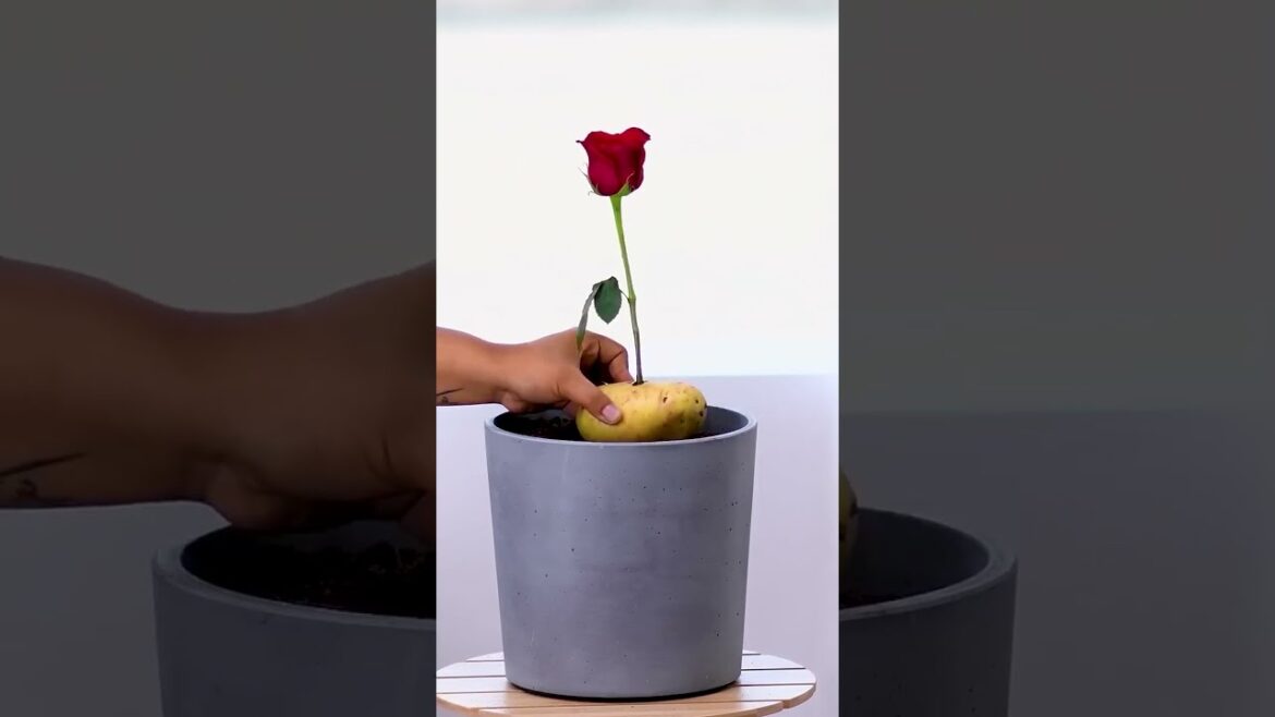 Cultivate your roses using this clever tip