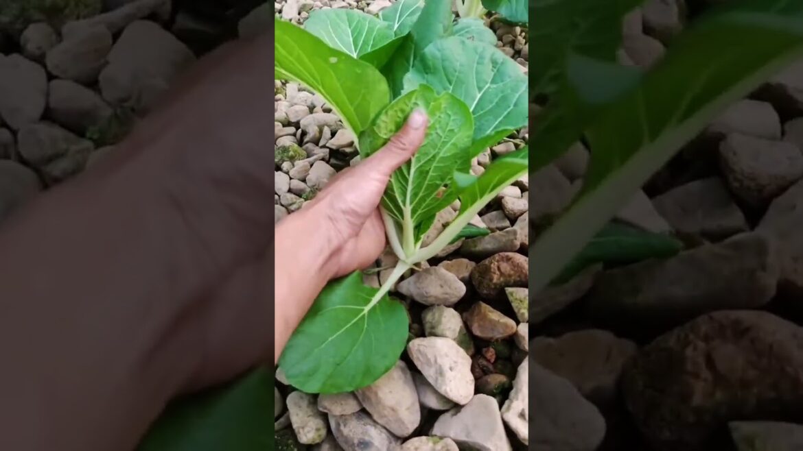 My growing garden and vegetable #shorts #garden #vegetable My growing garden and vegetable #shorts #garden #vegetable