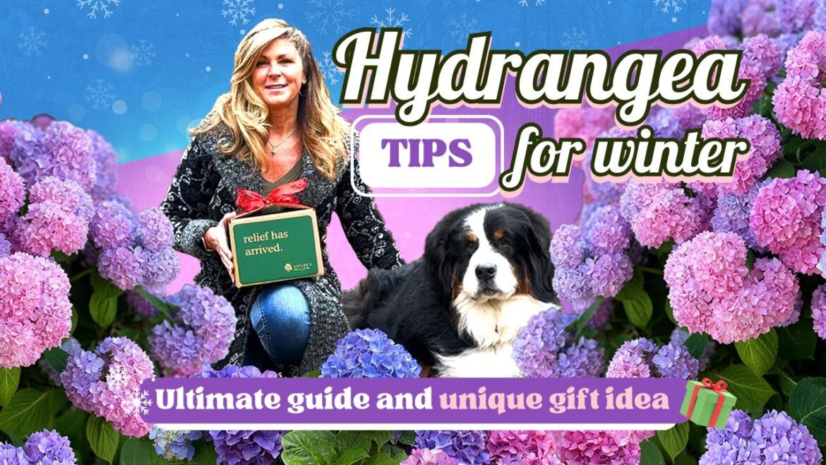 Hydrangea Tips for Winter Ultimate Guide & Unique Gardening Gift Idea | Kelly Lehman