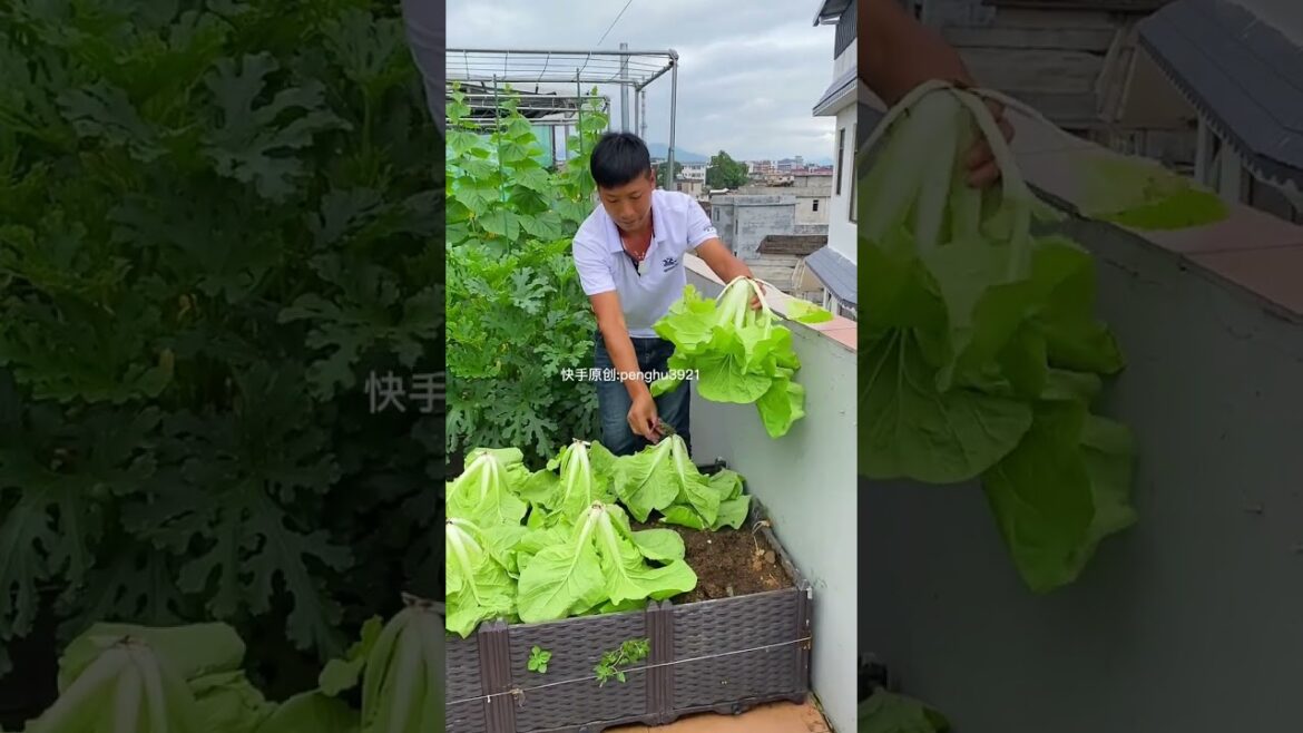 tips growing garden and vegetable #shorts #garden #vegetable tips growing garden and vegetable #shorts #garden #vegetable