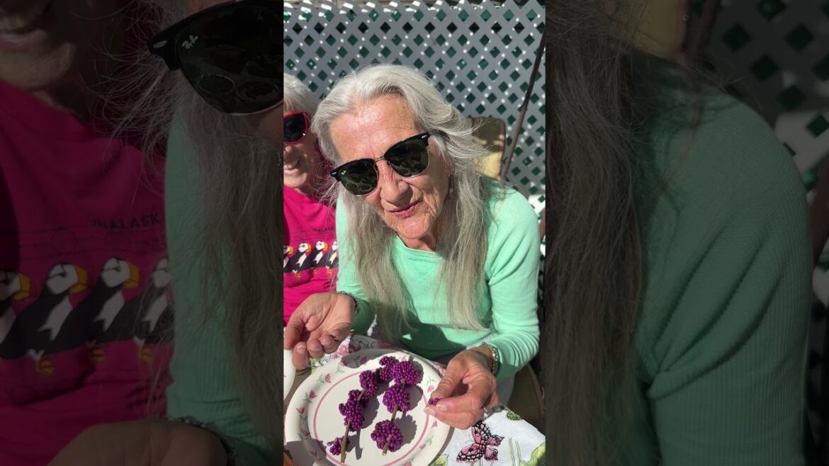 American Beautyberry – FIRST time family tries it! Is Beautyberry edible to them?!?! #garden American Beautyberry – FIRST time family tries it! Is Beautyberry edible to them?!?! #garden