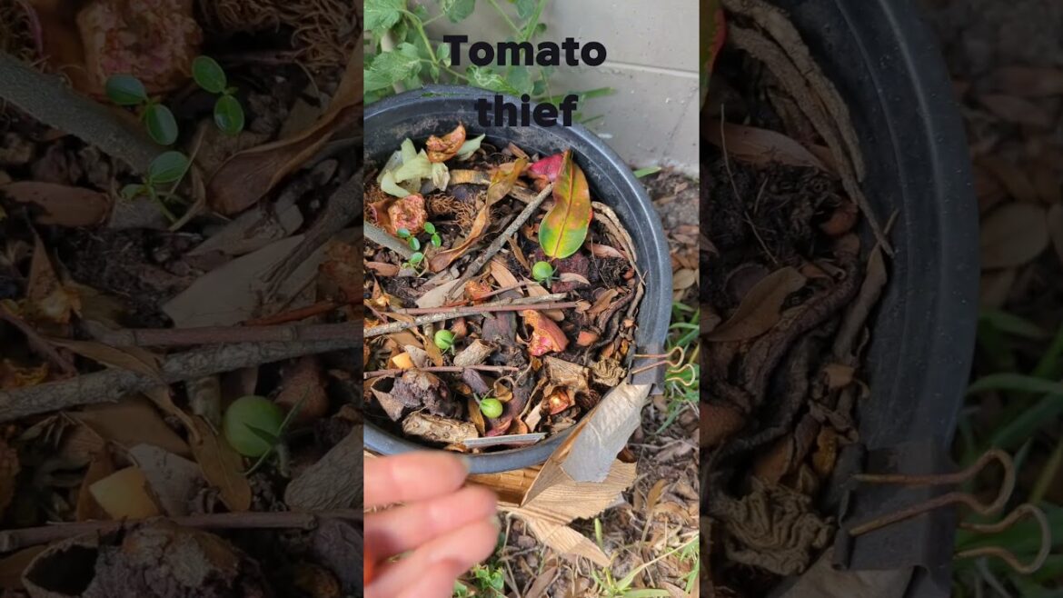 Tomato thief #gardening #cherrytomatoes #gardeningtips #gardeningvideos #squirrel #tomatoes #plants