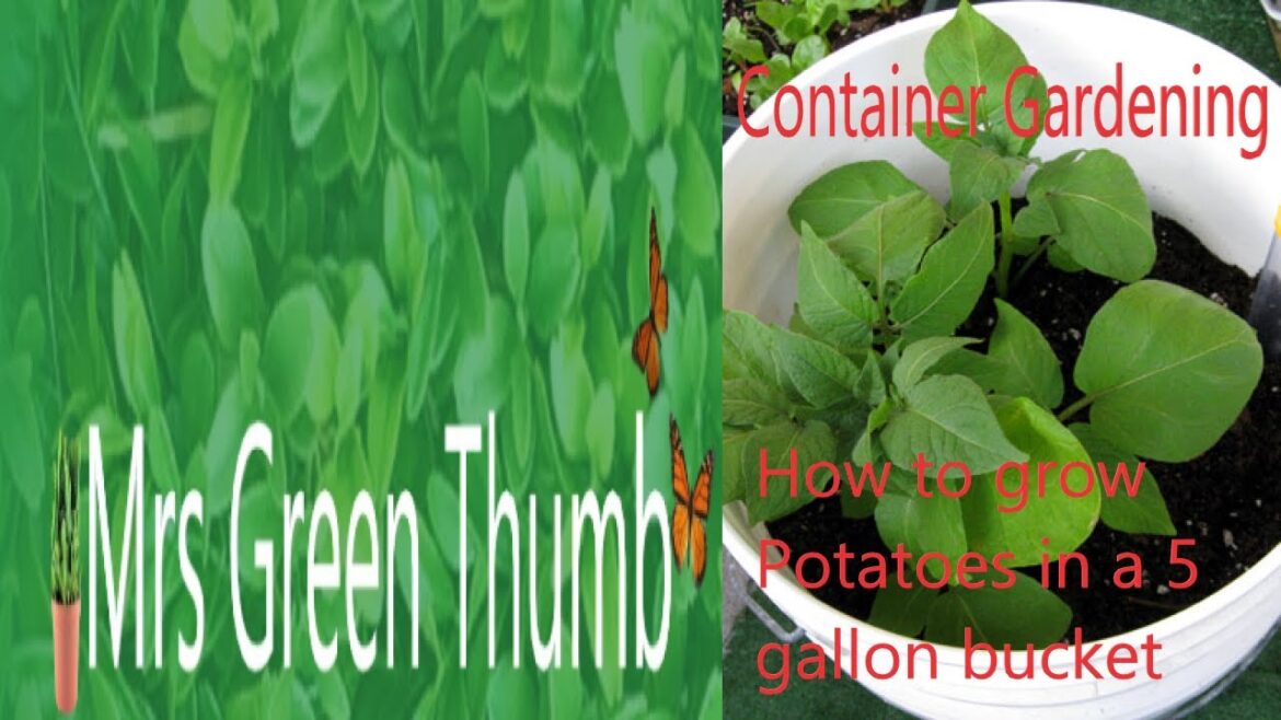 Container Gardening How to grow potatoes in a 5 gallon bucket Container Gardening How to grow potatoes in a 5 gallon bucket