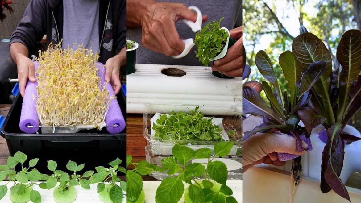 EASY DIY Hydroponic Gardening for Everyone!