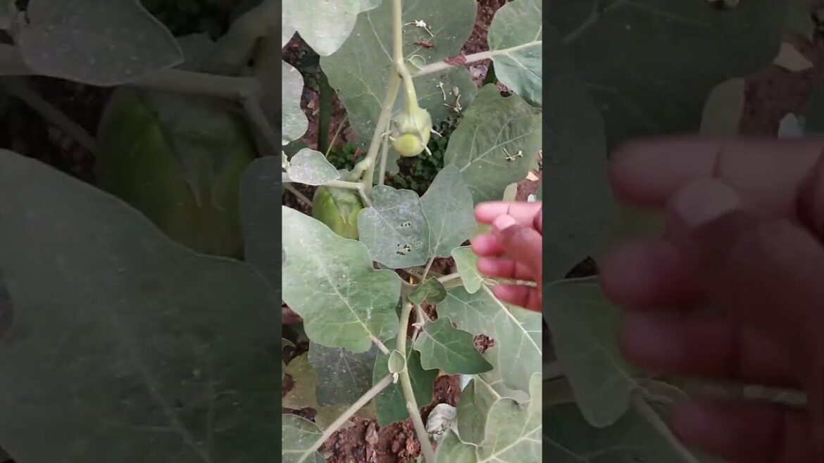 Vegetable gardening#youtube#shorts