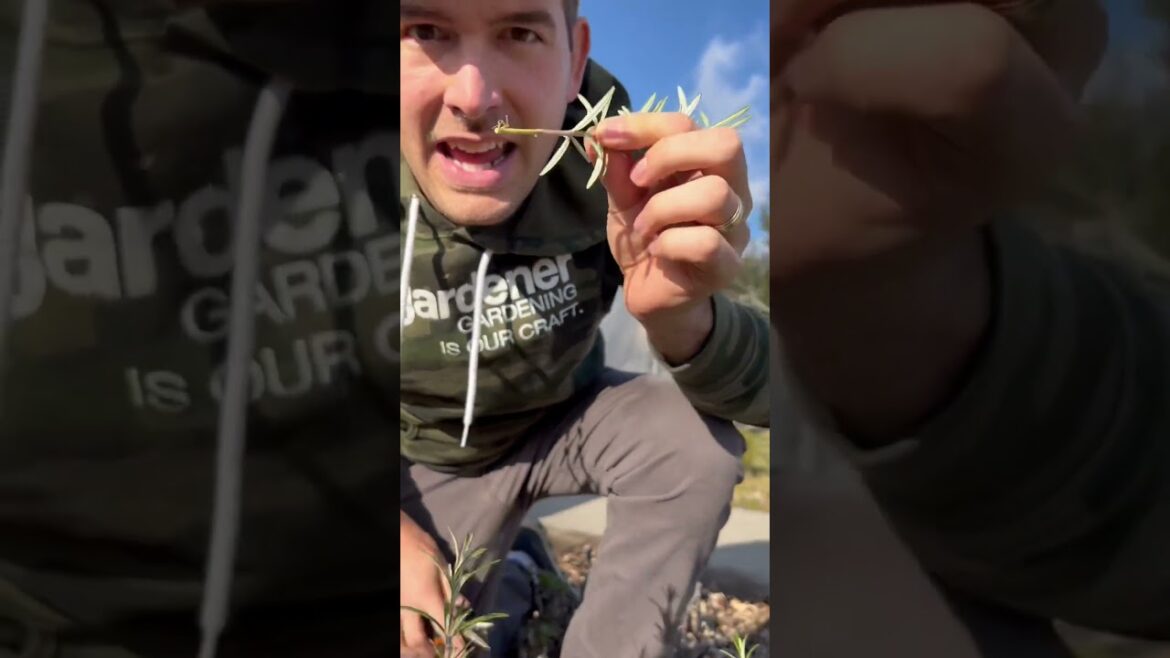 Infinite ♾️ FREE Plants! 🪴 #garden #gardentips #propagation #shorts