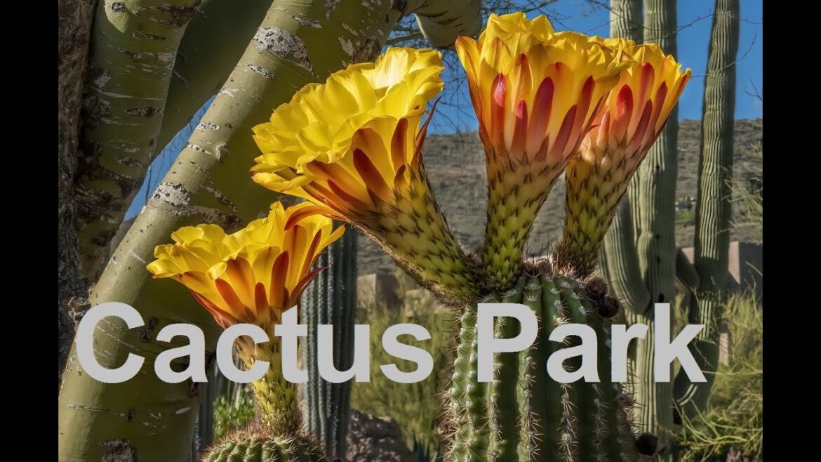 Cactus Park