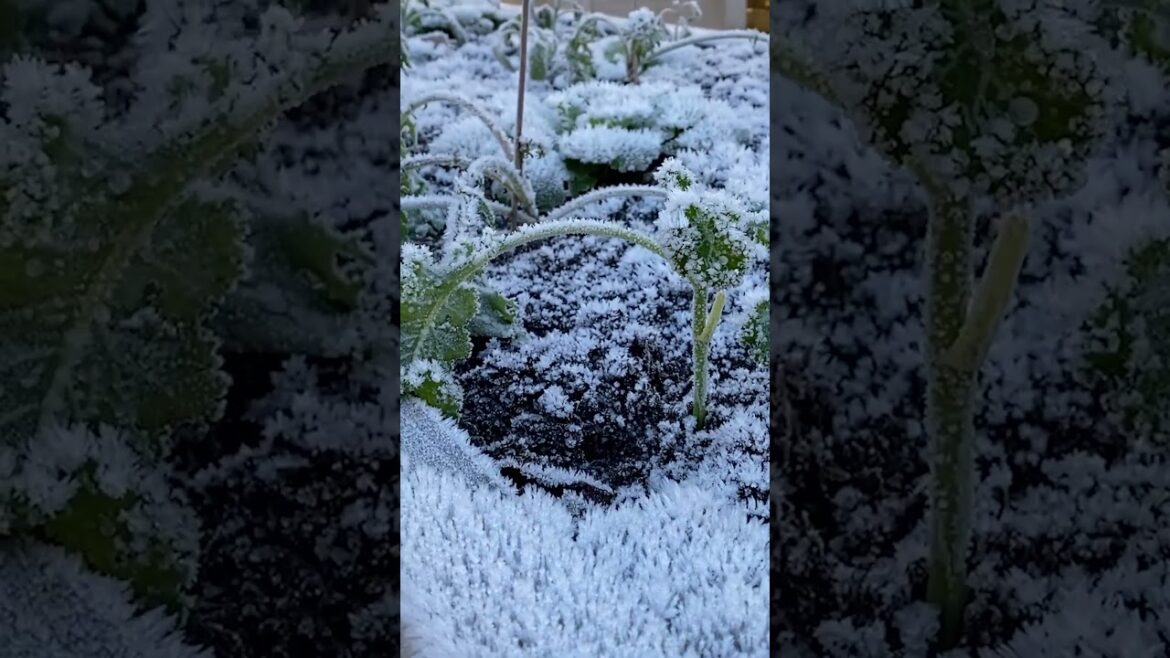 COLD AND FROSTY MORNING #shorts