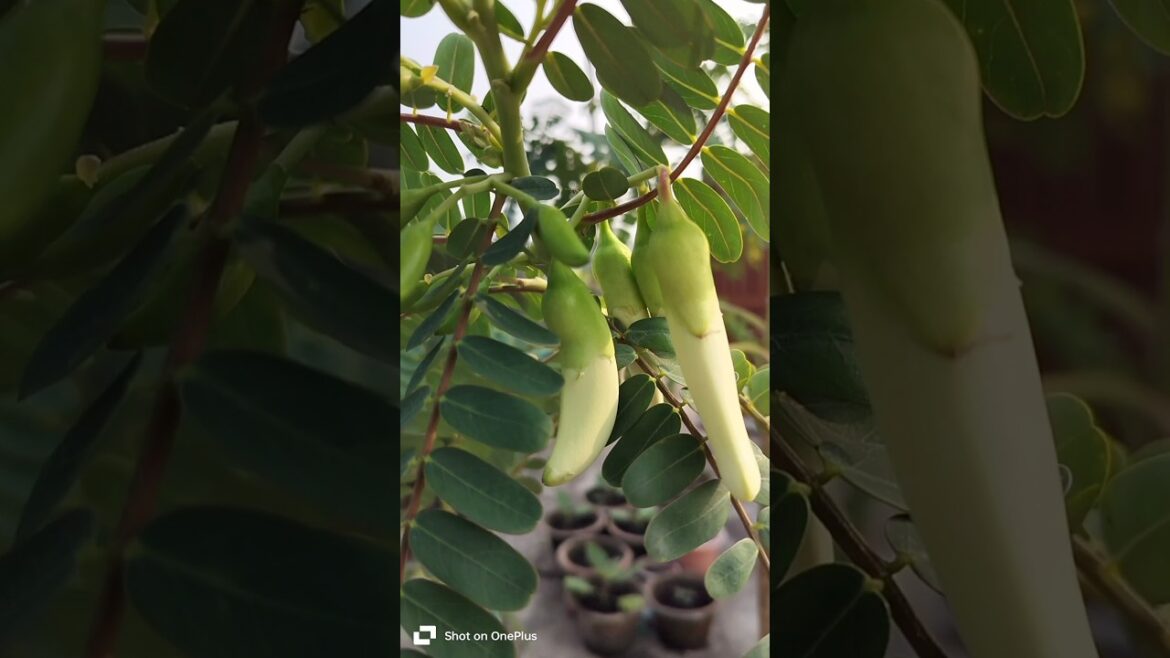 Amazing edible flower 🥀#shorts#viral #kitchengarden #smita
