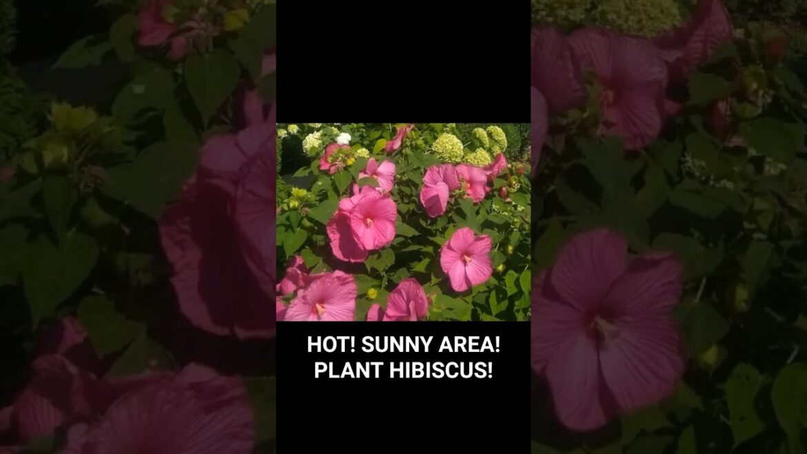 Garden Tips: HOT! SUNNY AREA! PLANT HIBISCUS!