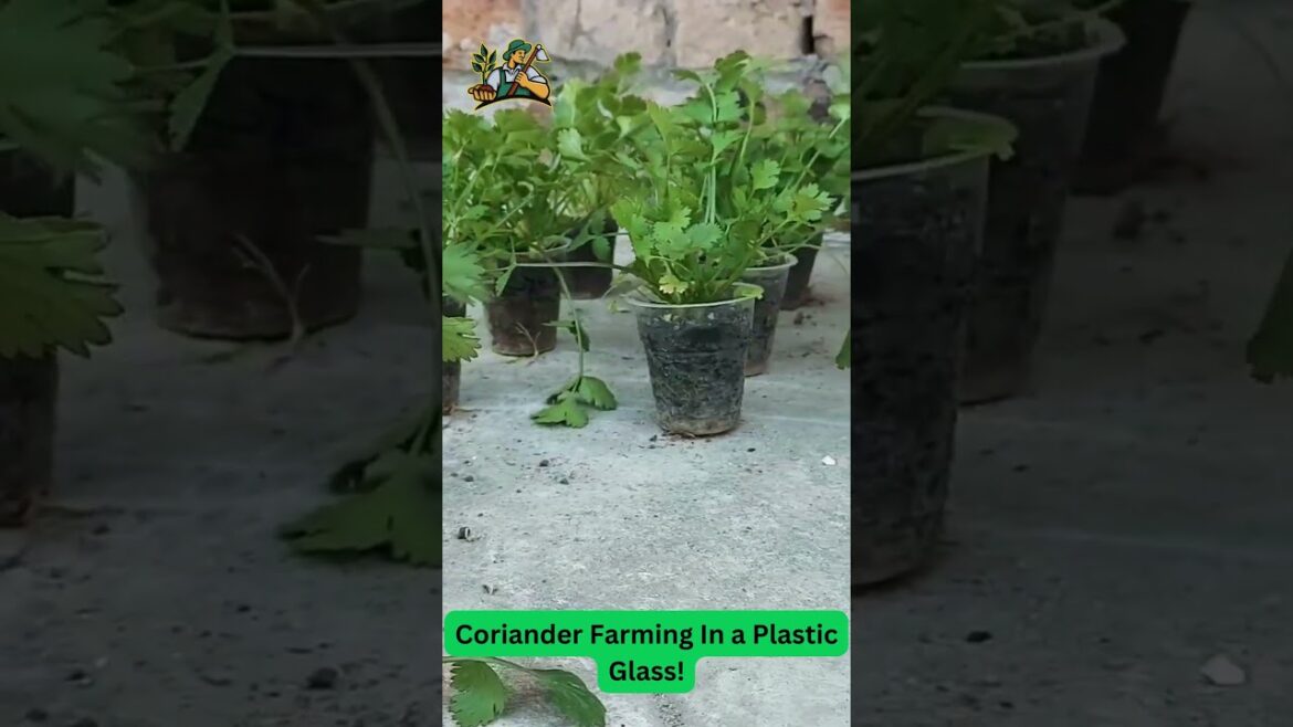 Container Gardening Delight: Coriander Farming In a Plastic Glass! #urbanfarming #agriculture Container Gardening Delight: Coriander Farming In a Plastic Glass! #urbanfarming #agriculture