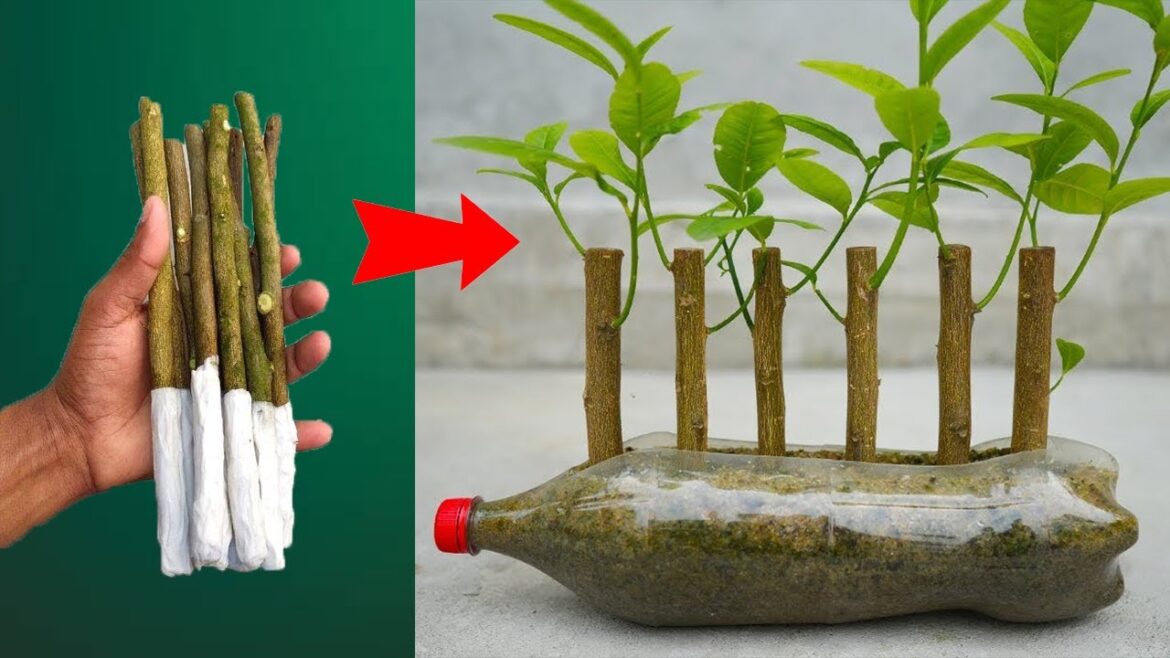 How to propagate grapefruit by cuttings using only rice and lemon How to propagate grapefruit by cuttings using only rice and lemon